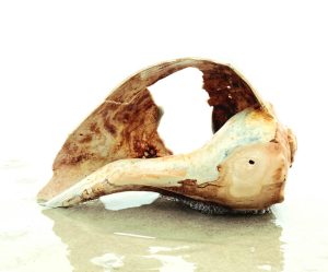 Photograph of old conch shell on the beach