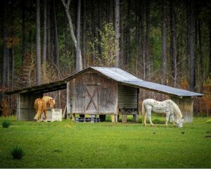Two horses grazing by barn